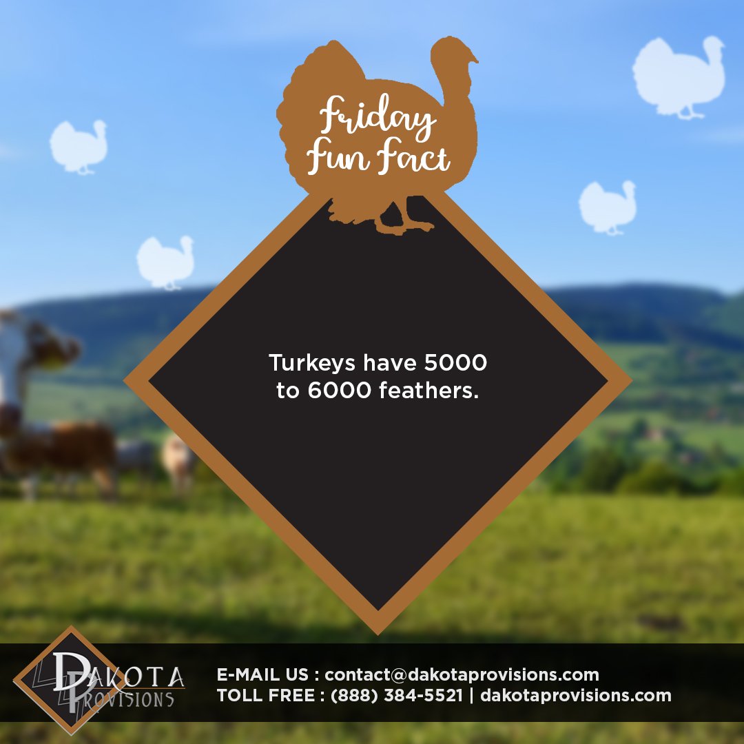 Friday Fun Fact : Turkeys have 5000 to 6000 feathers. #FunFact #FridayFunFact #MeatTheBest #Turkey #MeatProcessing #poultry #meat #processing #PrivateLabel #WhiteLabel #FurtherProcessing #Protein #MeatProtein #NoAntibioticsEver #Proteins