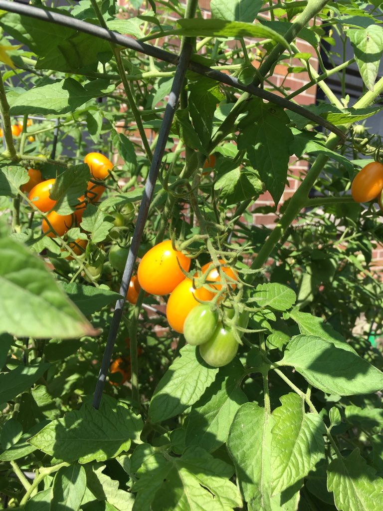 d61library's tweet photo. π»πβοΈLook at our garden!πππΎ#d61learn,@D61DeLay https://t.co/SPwOfppqYn