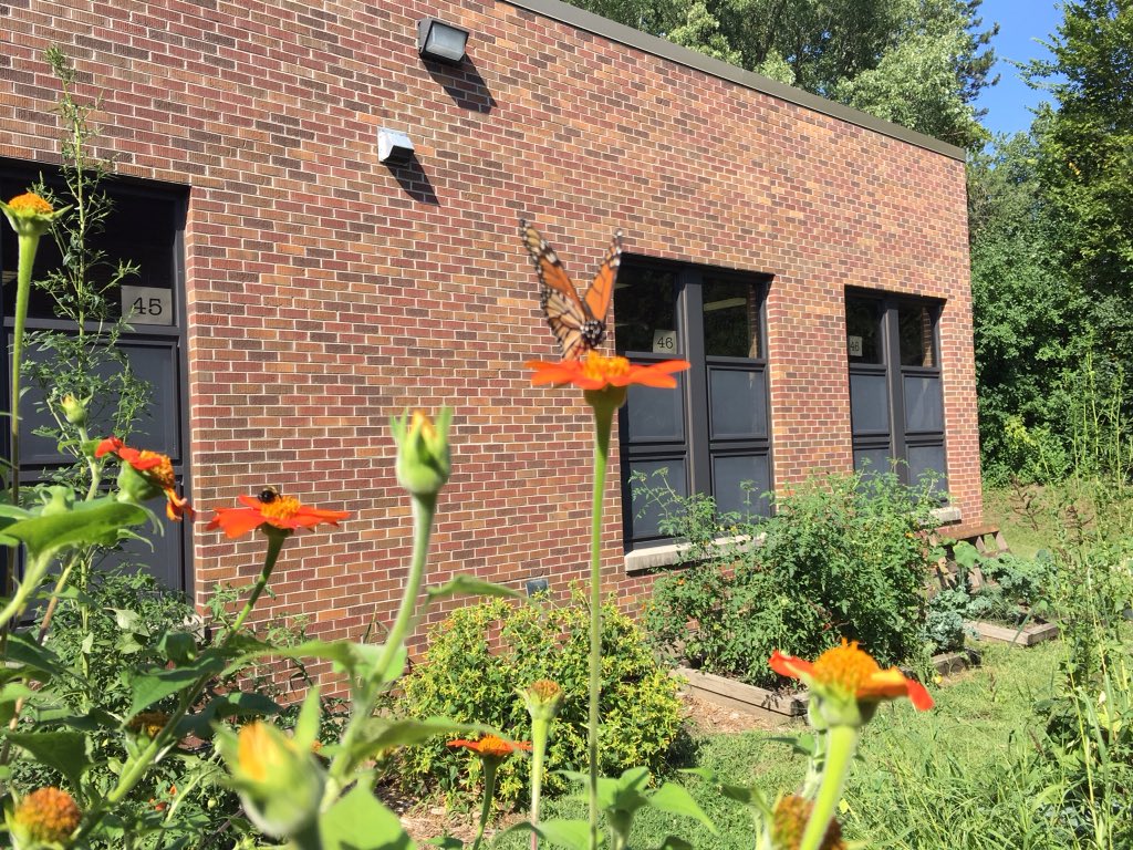 d61library's tweet photo. π»πβοΈLook at our garden!πππΎ#d61learn,@D61DeLay https://t.co/SPwOfppqYn