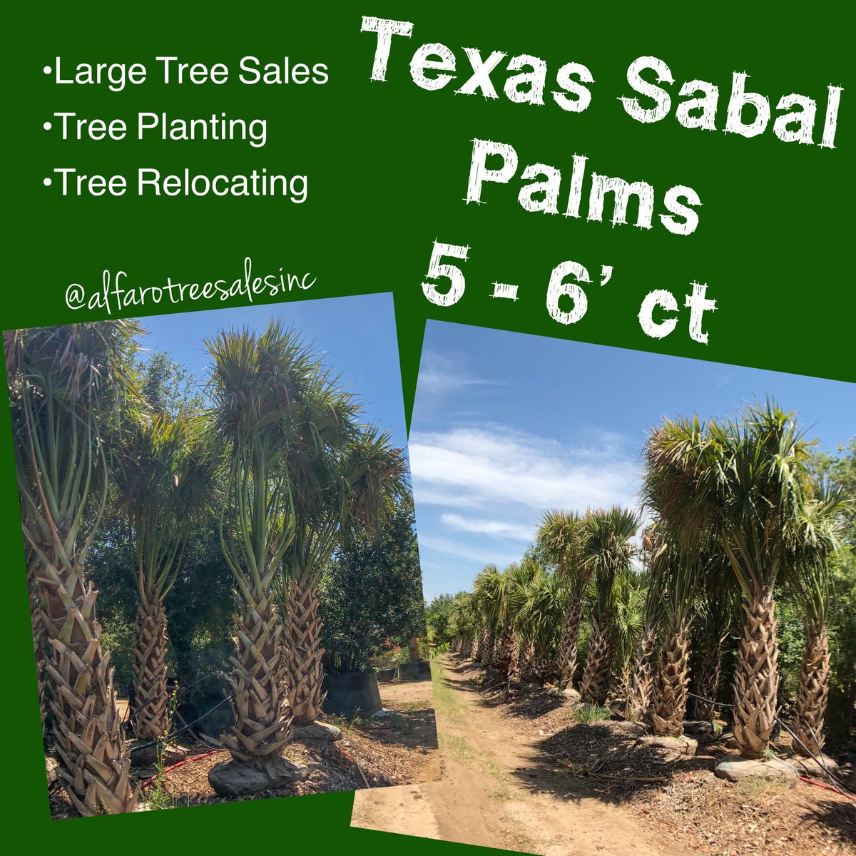 alfarotrees's tweet image. Contact Us:
Lucio Garcia (Sales) #210-710-8938
Email ats_lucio@yahoo.com
Office: #210-622-9875

#largetrees #largetreesforsale #arbolesnativos #nativetrees #arboles #arboles🌳 #trees #treeservice #treeplanting #treerelocating #treemoving #landscaping #landscapedes#texassabalpalm