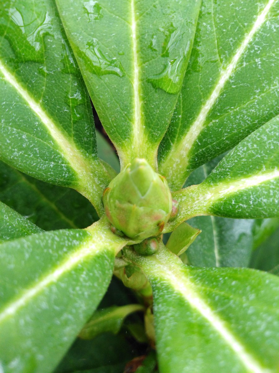 Rhododendron calophytum collected by Ernest Wilson during November of 1908 in Baoxing Xian, Sichuan. Has been given a 2nd lease of life through microproagation <a href="/TheBotanics/">Royal Botanic Garden Edinburgh</a>.

Part of <a href="/TheBotanics/">Royal Botanic Garden Edinburgh</a> commitment to <a href="/bgci/">Botanic Gardens Conservation International</a> Global Conservation Consortium for Rhododendron