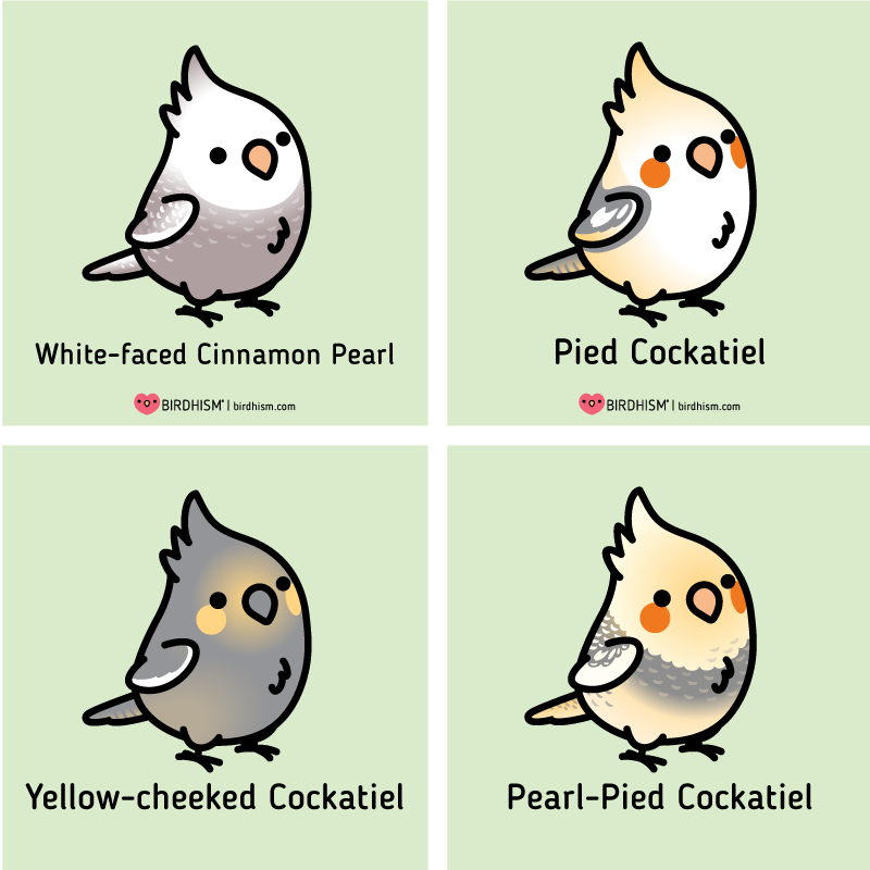 ? Here's a few Chubby Cockatiel mutations for you! 
? Cockatiel Merch available: https://t.co/EyXLIPWZyi
? Learn more about Birdhism: https://t.co/35siADXjX6
@redbubble 