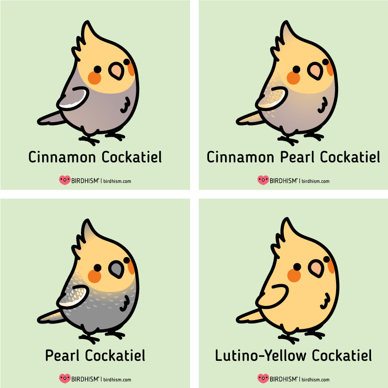 ? Here's a few Chubby Cockatiel mutations for you! 
? Cockatiel Merch available: https://t.co/EyXLIPWZyi
? Learn more about Birdhism: https://t.co/35siADXjX6
@redbubble 