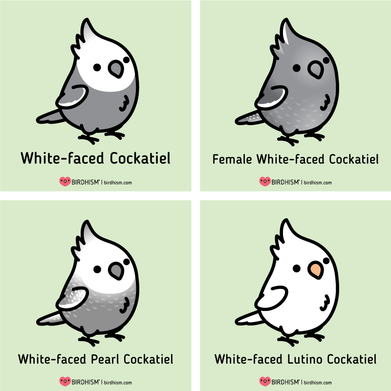 ? Here's a few Chubby Cockatiel mutations for you! 
? Cockatiel Merch available: https://t.co/EyXLIPWZyi
? Learn more about Birdhism: https://t.co/35siADXjX6
@redbubble 