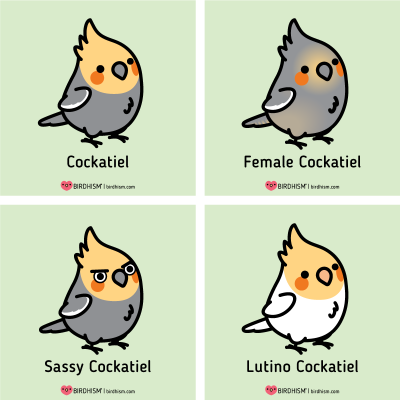 ? Here's a few Chubby Cockatiel mutations for you! 
? Cockatiel Merch available: https://t.co/EyXLIPWZyi
? Learn more about Birdhism: https://t.co/35siADXjX6
@redbubble 