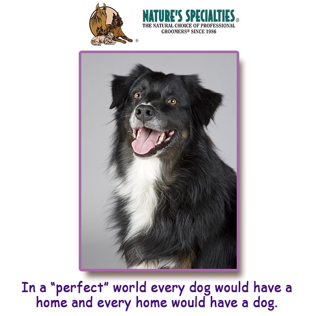 See all of our Products: naturesspecialtiesmfg.com 
#NaturesSpecialties #PetProducts #PetCare #Pets #PetSupplies #Groomers #DogsAndCats