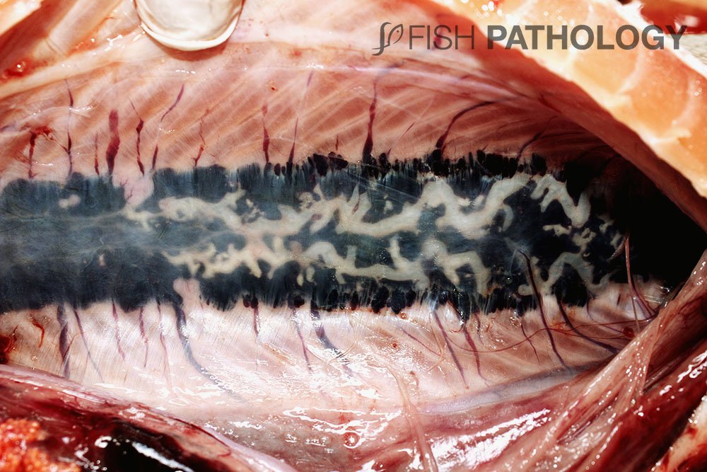 PathologyFish's tweet photo. New publication of "Nephrocalcinosis In Fish – Gross Pathology" in Fish Pathology. For more information click on this link:
https://t.co/EoSVCzlFZG https://t.co/BHSLRzbsYZ