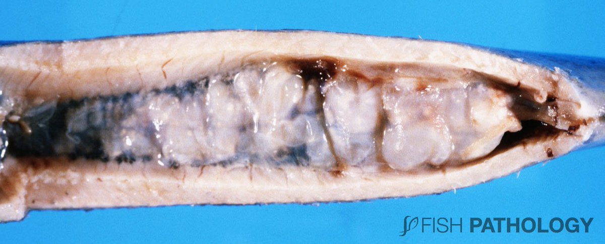 PathologyFish's tweet photo. New publication of "Nephrocalcinosis In Fish – Gross Pathology" in Fish Pathology. For more information click on this link:
https://t.co/EoSVCzlFZG https://t.co/BHSLRzbsYZ