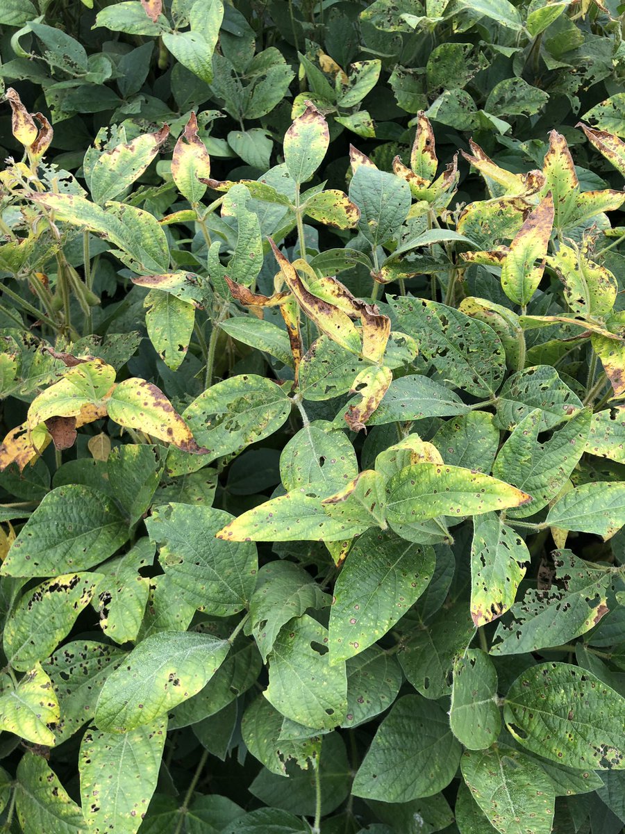 Potassium deficiency showing up in the upper canopy of soybeans. #notadisease