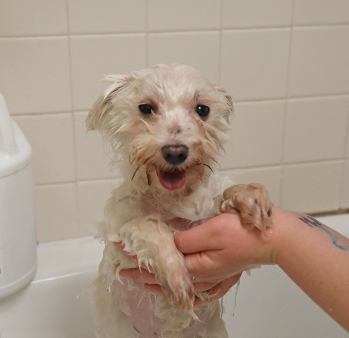cthumane's tweet image. Scrub-a-dub-dub, get your pup in a tub...at PetValu in Groton! The store&apos;s donating the entire $10 purchase of dog washes this Sunday, Aug. 25, between 10 am - 1 pm to CHS pets! 
#DogDaysOfAugust #ForThePets #PetsHelpingPets #CThumane