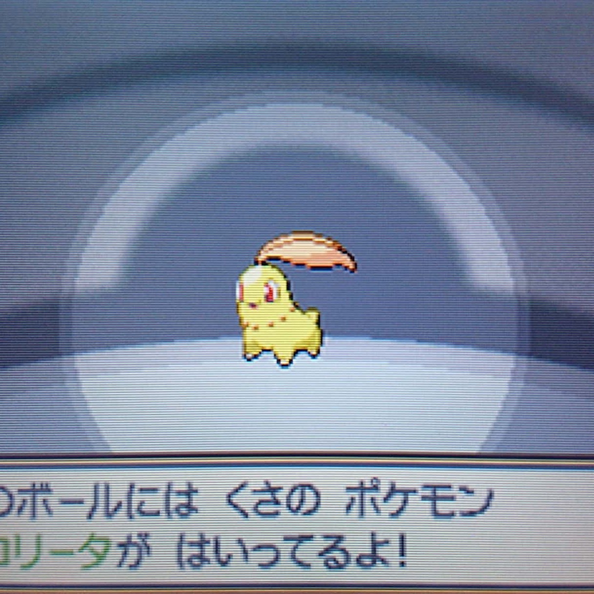 くまぼうし ウツギリセットをやっている人達を見てやりたくなりました ﾎﾟﾁﾎﾟﾁリセットをして回目 目の前には枯れた葉っぱに黄色い体 そこにいたのは色違いチコリータでした W ｶﾜｲｲ ポケモンを連れて歩けるhgssは素晴らしいゲームですね