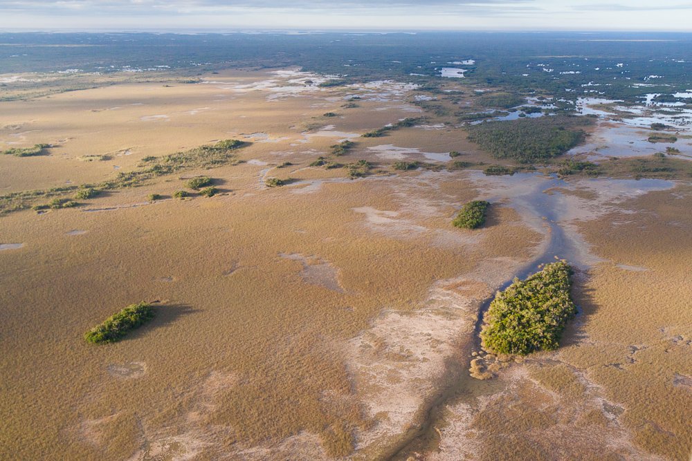 Diversions of freshwater, agricultural nutrient pollution and loss of habitat have reduced this life-giving ecosystem drastically so much that the United Nations now considers the Everglades one of the world’s most endangered natural wonders.