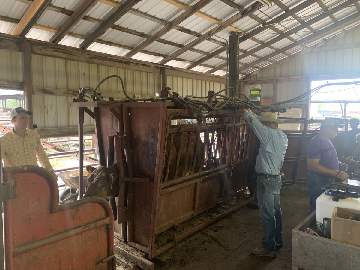 FHBeeffest's tweet photo. The boys and girls are back in town. They’ve been weighed and judged and are ready to be viewed at 9am at  Emporia Livestock Sales. #eatbeef https://t.co/awlw37cxrG