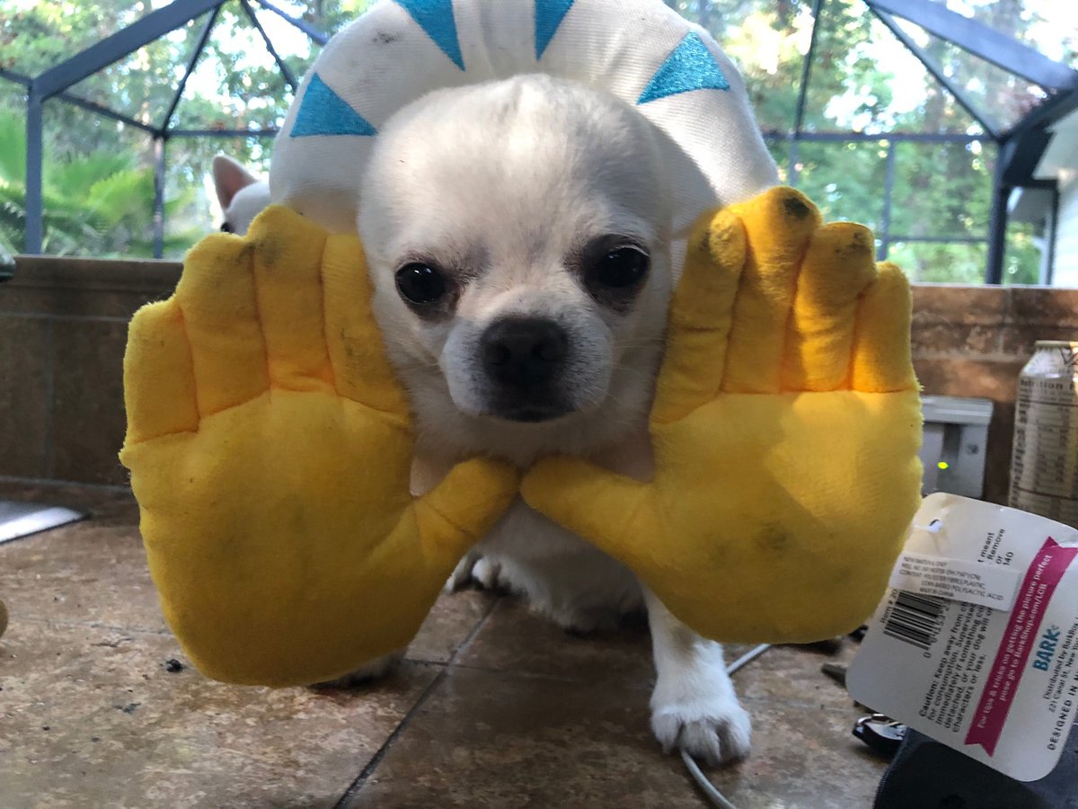 cheeky_chis's tweet image. 1825 with no bacons.. No one deserves more praise for being the bestest best good boi anyway..  Kilo @barkbox #praisedog