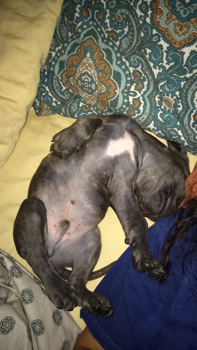 maibripaigen's tweet photo. he will always have a spot in my bed no matter how big 💕 #pittymom https://t.co/I1BVniTXVF