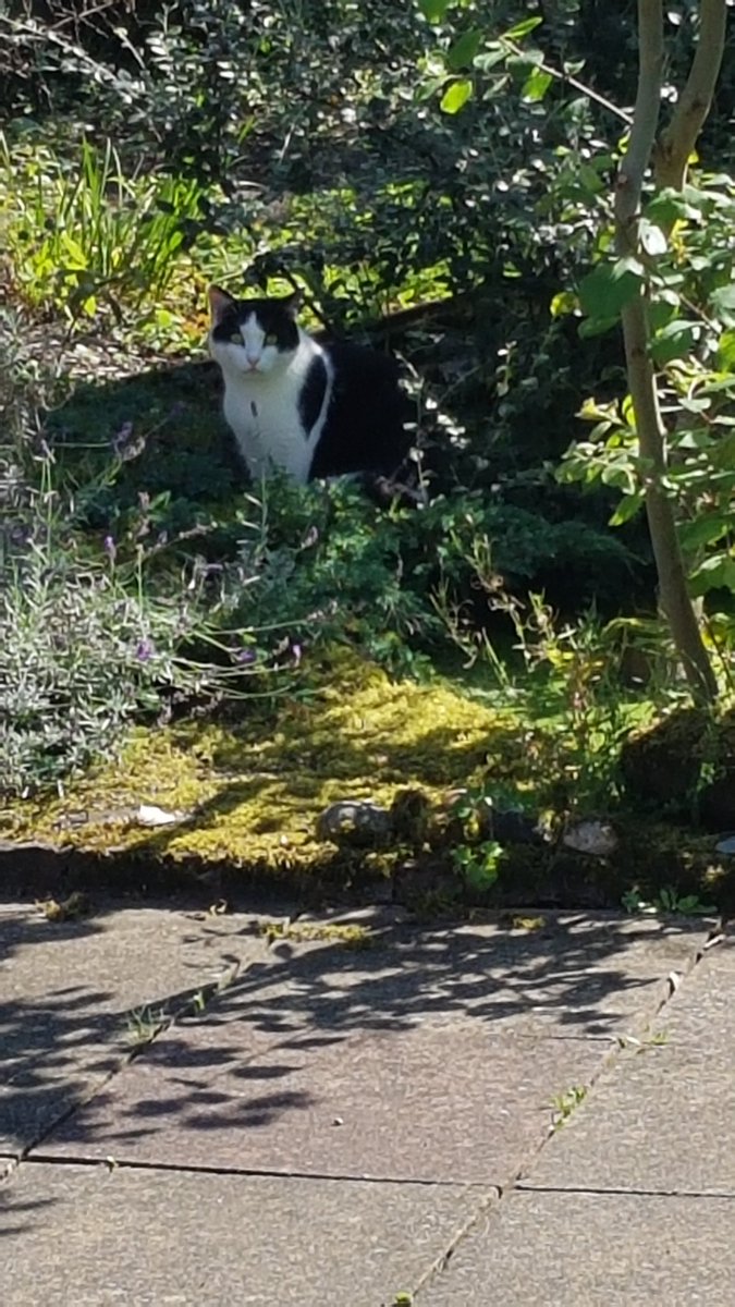 susanjritchie's tweet photo. Yes Freddie cat, you can look at us like butter wouldn't melt! Not only is this neighbour's cat a fisher of pond fish, he's also a catcher of birds! #indisgrace https://t.co/wUzZolW0nn
