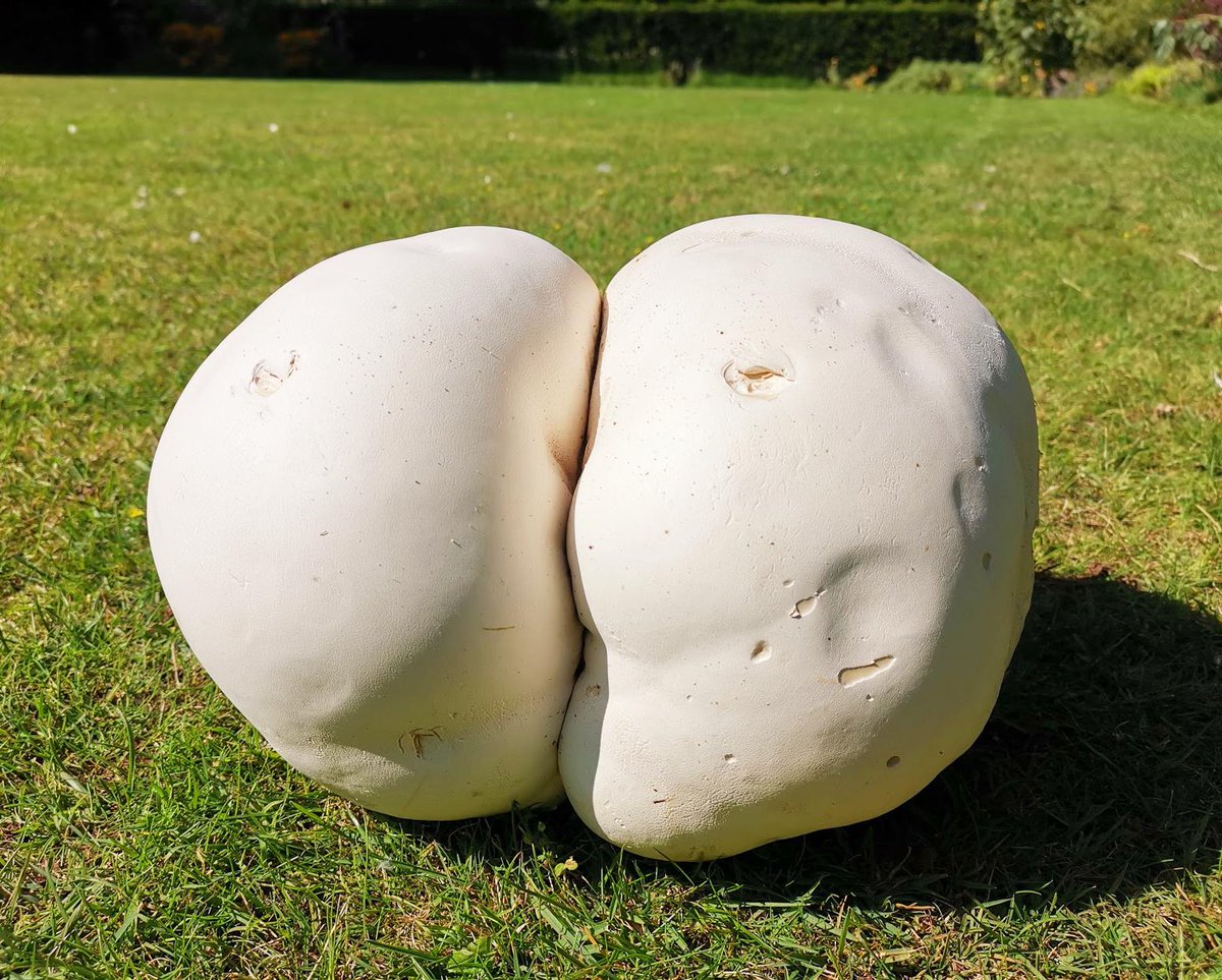 CafeSteward's tweet photo. Look what we have got!! A Giant Puffball Mushroom which our Sandringham Gardener Hannah foraged for us from @sandringham1870 Estate! Wait to see what we will make with this... 🍑 https://t.co/KQTam15U69