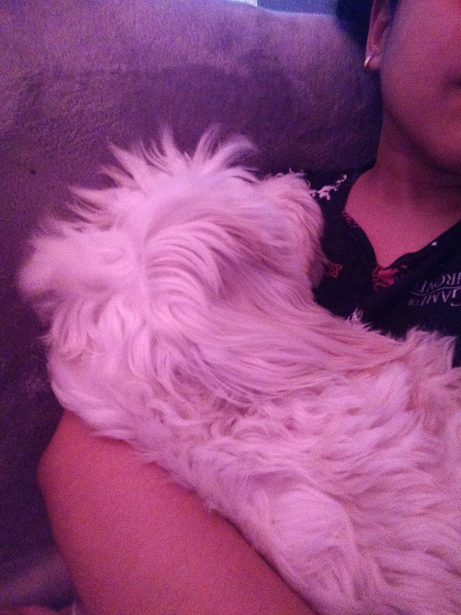 CaoTyrion's tweet image. Dengo matinal 💙
#SleepyDoggo