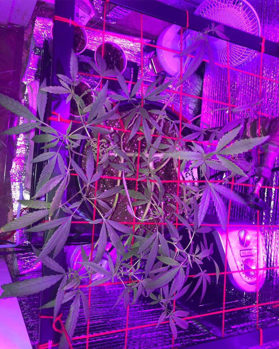 proud_negus's tweet photo. so making my Twitter into a grow blog 🍃🤷🏾‍♂️ #phantomog #gsc #slimeaid https://t.co/AanPItZEwM