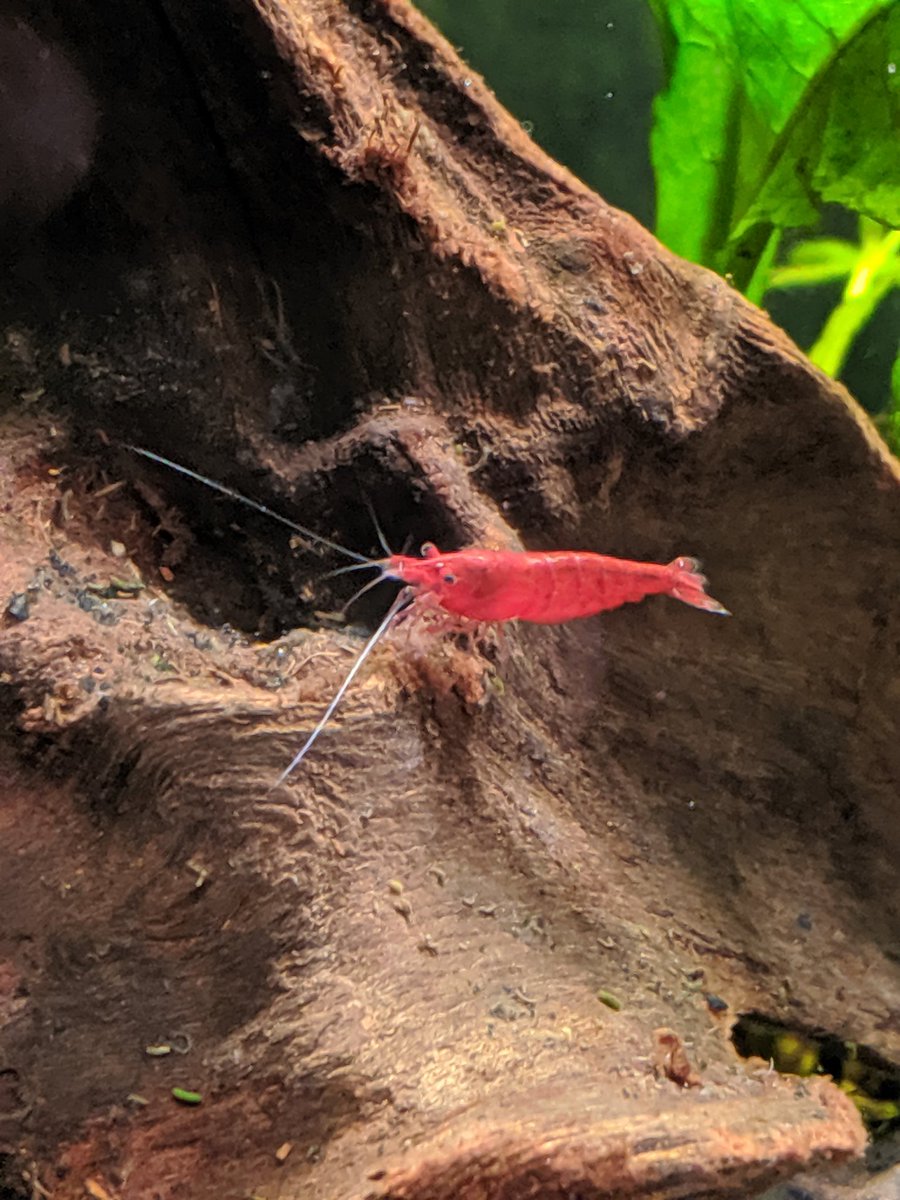 BluecanLee's tweet photo. Enjoy your daily shrimps #fishpost https://t.co/Ih8yYShvGa
