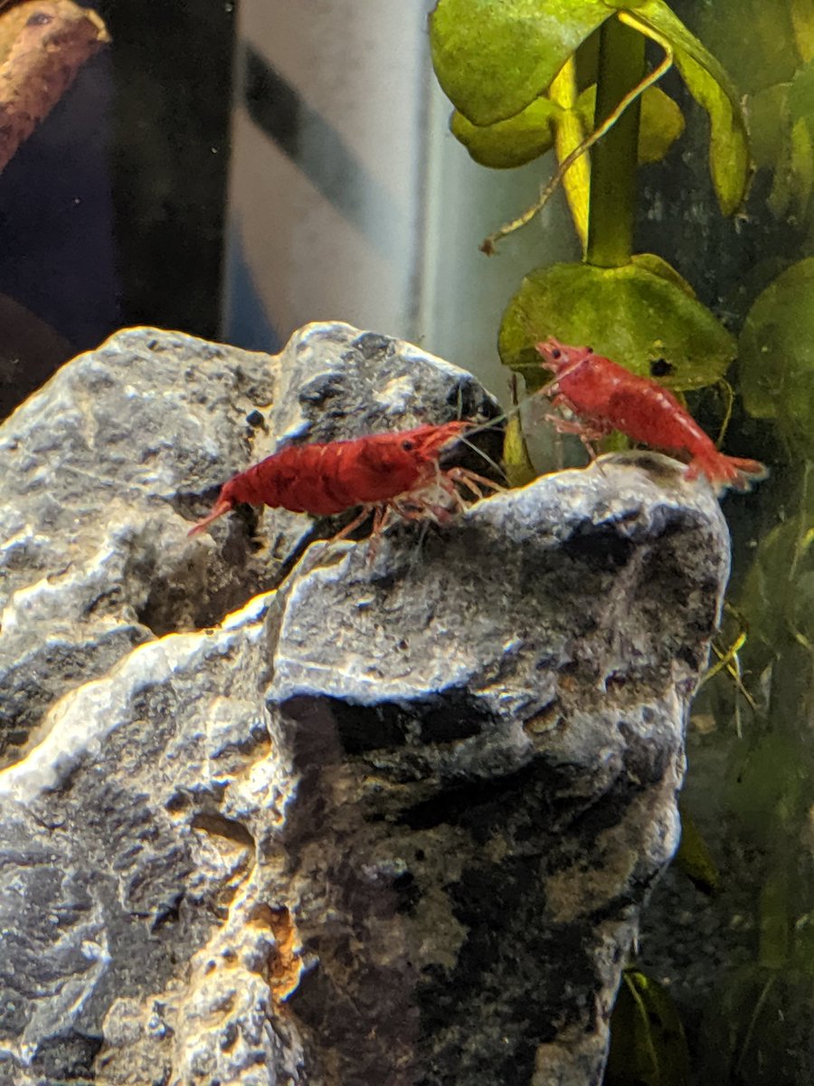 BluecanLee's tweet photo. Enjoy your daily shrimps #fishpost https://t.co/Ih8yYShvGa