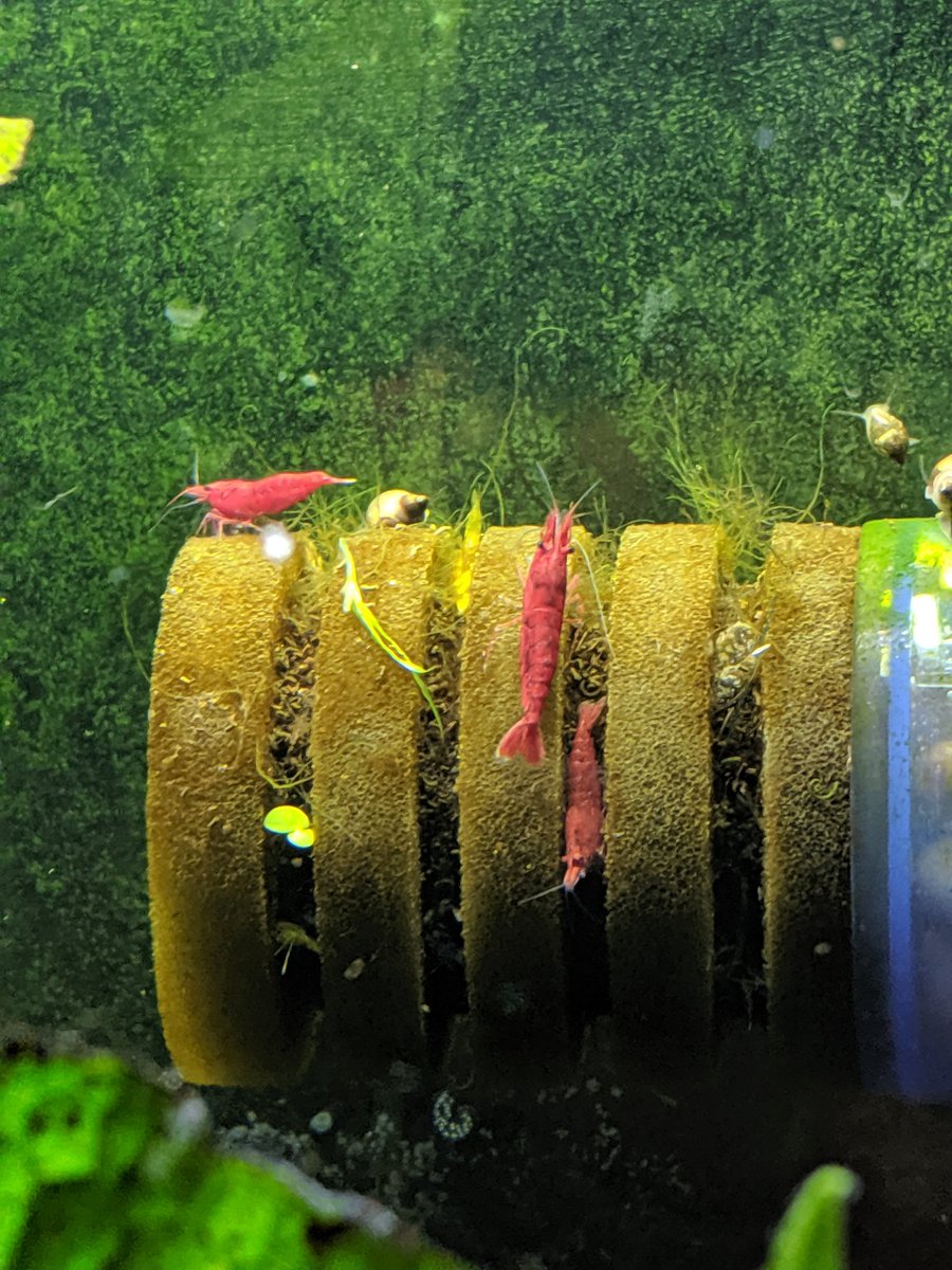 BluecanLee's tweet photo. Enjoy your daily shrimps #fishpost https://t.co/Ih8yYShvGa