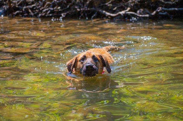 jgoliver's tweet photo. Refusing to be separated from me as I waded out into water, this is his first time swimming. The look in his eyes says it all as he takes in this new experience. #loyalty #nyip #chattanooga #dogs https://t.co/sBw15UJ6IX https://t.co/lvOg5wUV9L