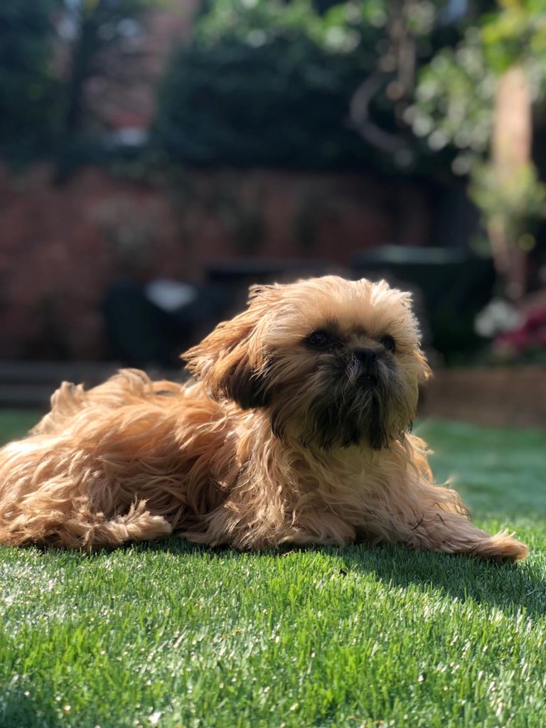 HatsyYT's tweet image. They’ve grown up so fast 😭