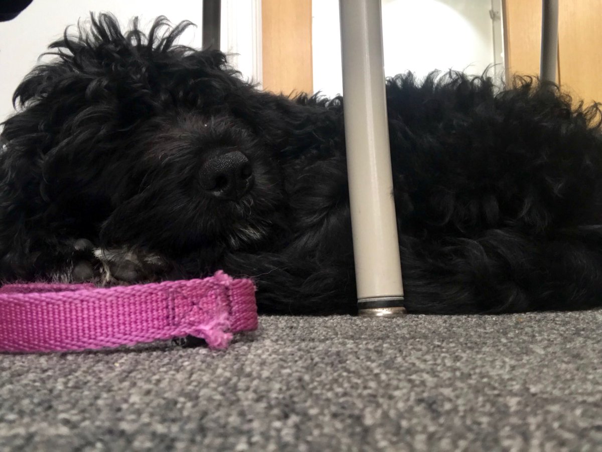sewilkie's tweet photo. Dog days of #summerlearning ⁦@RoyBPS⁩ ⁦@MilwaukeeJDS⁩ ⁦@USQexperience⁩ ⁦@Grow_Learning⁩ #edchat #cpchat #unhingethestatusquo https://t.co/OOXpxDqNwn
