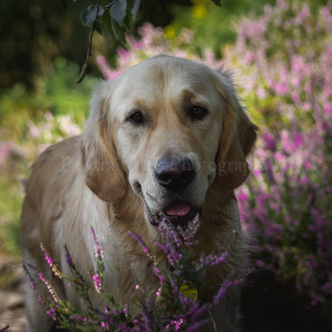 Pawtraitpals's tweet image. Tom ❤️ Royden Park Wirral our favourite family walk, it has everything. Shade from sun an wind, large puddles for water fun and it gives us beautiful seasonal colour. Vibrant purple heather in the summer and deep autumnal ferns #BankHolidayWeekend #walkswithmydog 
#pawtraitpals