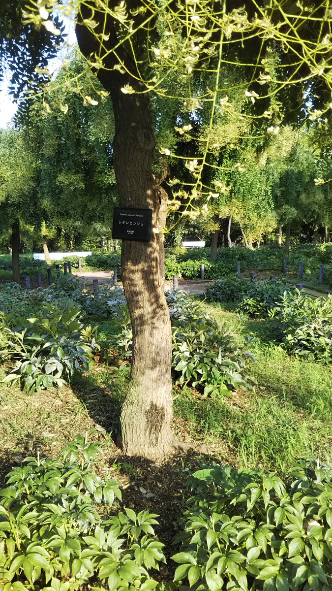 プッカ Styphonolobium Japonicum L Schott エンジュ さん と S Japonicum F Pendla シダレエンジュ さん あーいいですねー アー Fabaceae T Co Egrl4utzeo Twitter