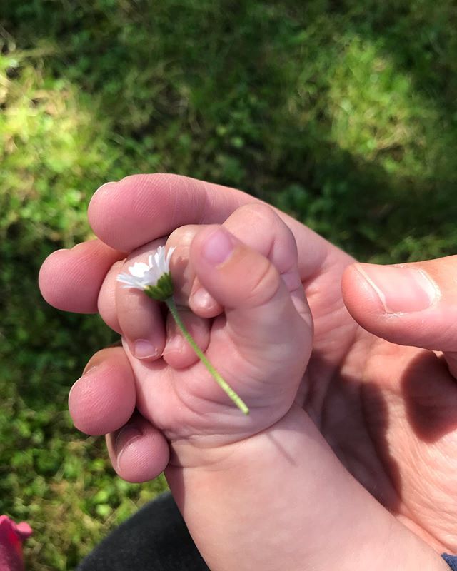 StylisiMon's tweet photo. Daisy picked for Baby M this morning by her big sister! ❤️🌼❤️🌼❤️ https://t.co/Ri70tOOBjO https://t.co/Ez59gqkZKP