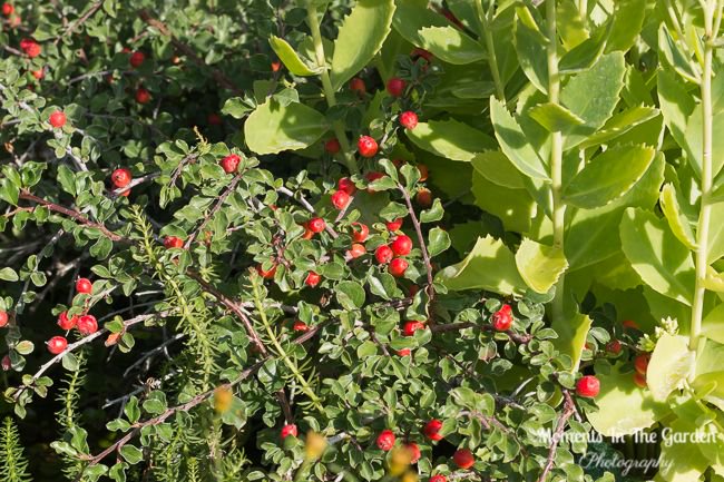 MomentsintheG's tweet photo. Signs of fall approaching. Flower heads on sedum "Autumn Joy", red berries on cotoneaster and seedlings on japanese maple tree. #signsoffall #sedumautumnjoy #japanesemapleseedlings #cotoneasterberries #momentsinthegardenphotography https://t.co/SzakeaTY64