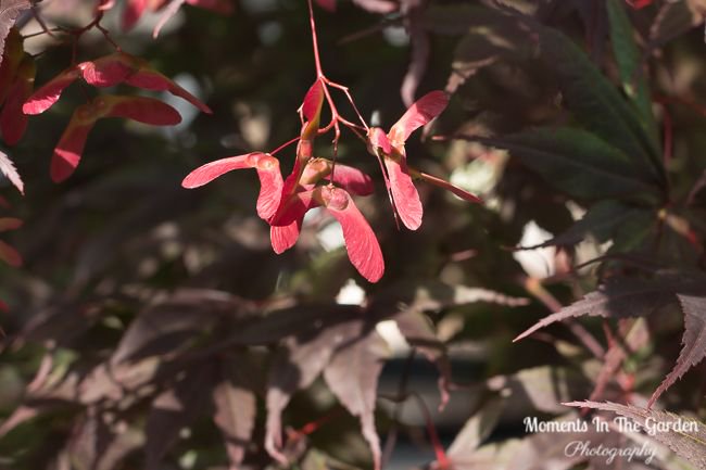MomentsintheG's tweet photo. Signs of fall approaching. Flower heads on sedum "Autumn Joy", red berries on cotoneaster and seedlings on japanese maple tree. #signsoffall #sedumautumnjoy #japanesemapleseedlings #cotoneasterberries #momentsinthegardenphotography https://t.co/SzakeaTY64