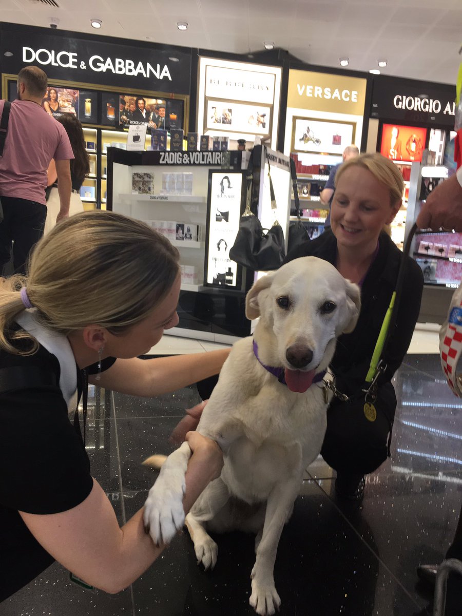 custsc's tweet photo. Guide dog Jodie on duty @LPL_Airport  meeting the @WorldDutyFree  team on a busy Friday afternoon https://t.co/hsN7IfKAAP
