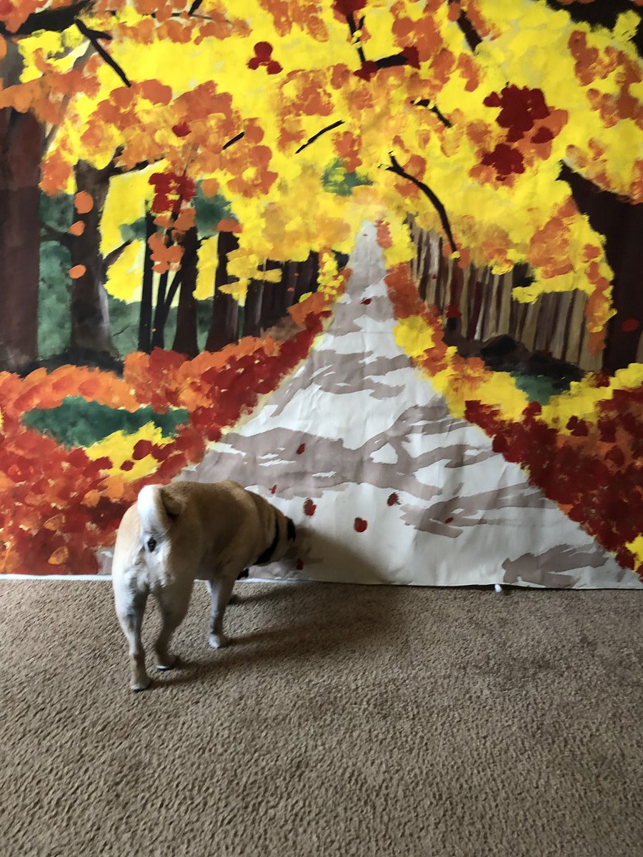 PebblesPug's tweet photo. Mom taking pictures of me in the forest https://t.co/kfrLUxQMcZ