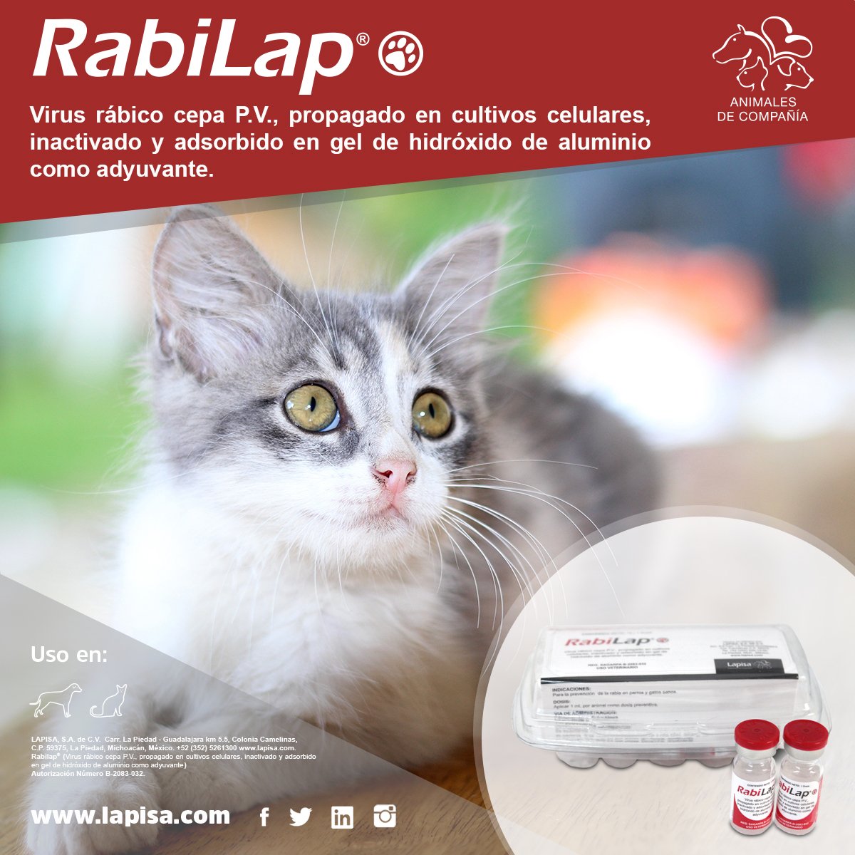 Lapisa tweet media