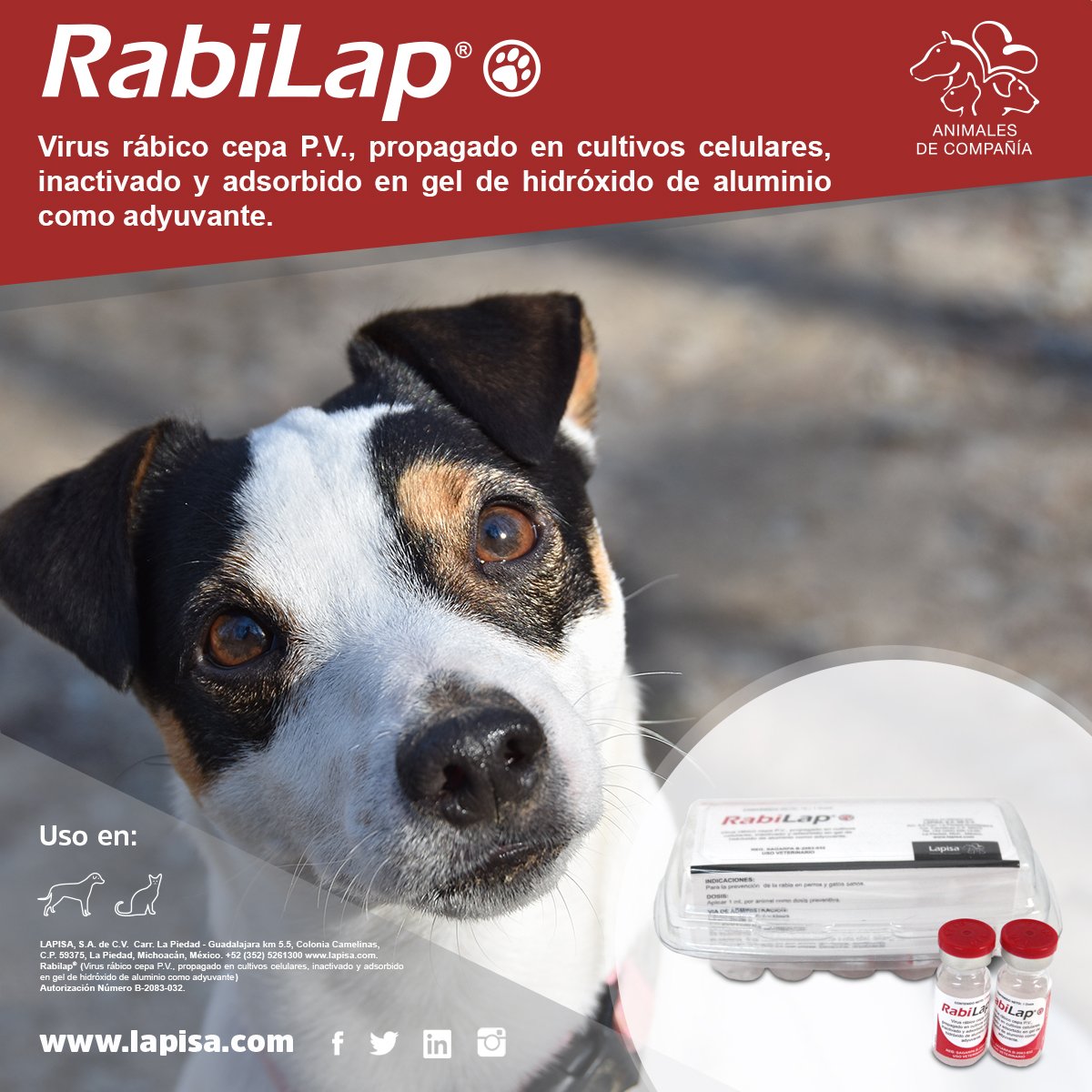 Lapisa tweet media