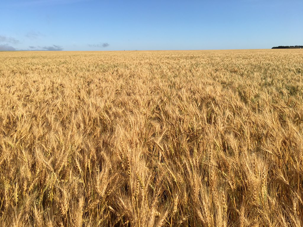 ячмень лен. ячмень лен. что выращивали в древнем риме. где выращивают овес. закупаю пшеницу кукурузу ячмень.