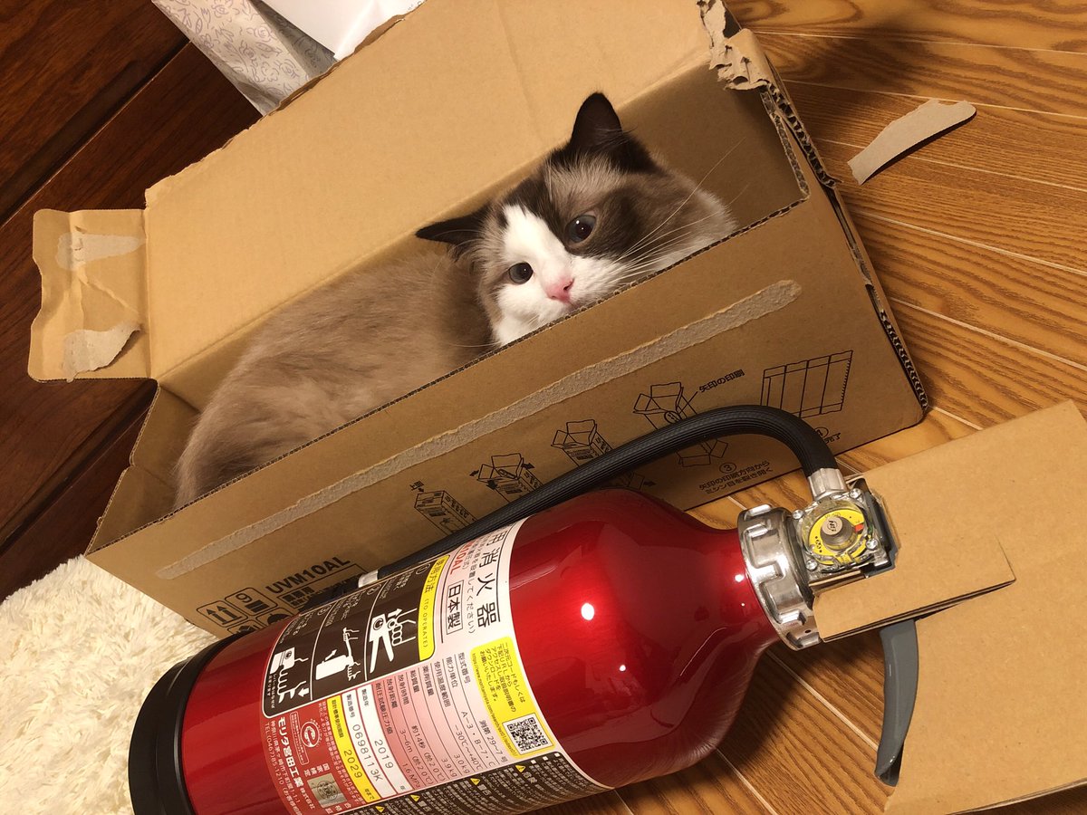 mk19970097's tweet photo. 母が消化器を購入。笑

その入ってた箱が、最近のお気に入りにゃ😽💕

丁度ピッタリ😳笑

#ラグドール
#ねこ
#猫好きさんと繋がりたい
#猫の��る暮らし
#可愛い猫 https://t.co/yUkHJ2onm2