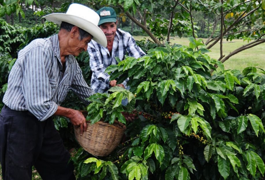 SDEHonduras's tweet photo. Ministro de la Secretaría de la SDE, @Arcas13091, anunció que el gobierno fortalecerá el sector cafetalero del país, con implementación de nuevas técnicas para la producción del grano aromático. 
https://t.co/x7KFS3McxN https://t.co/5xNxipnBzj