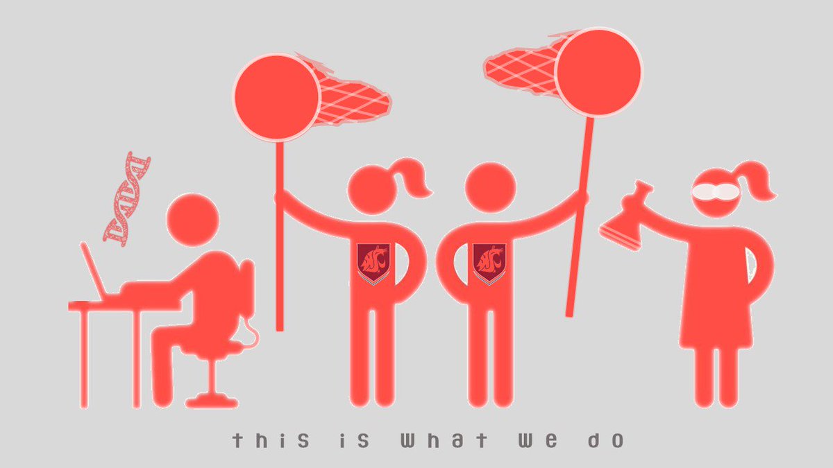 PhyloSolving's tweet image. Excited to join @WSUEntomology as the Insect Systematist! In 2020, I’ll be moving to Washington State University @WSUPullman @wsucahnrs.
I'm recruiting students and postdocs for fall 2020. If you are phylogenetically-minded &amp;amp; eager to work on Hymenoptera, contact me to discuss!