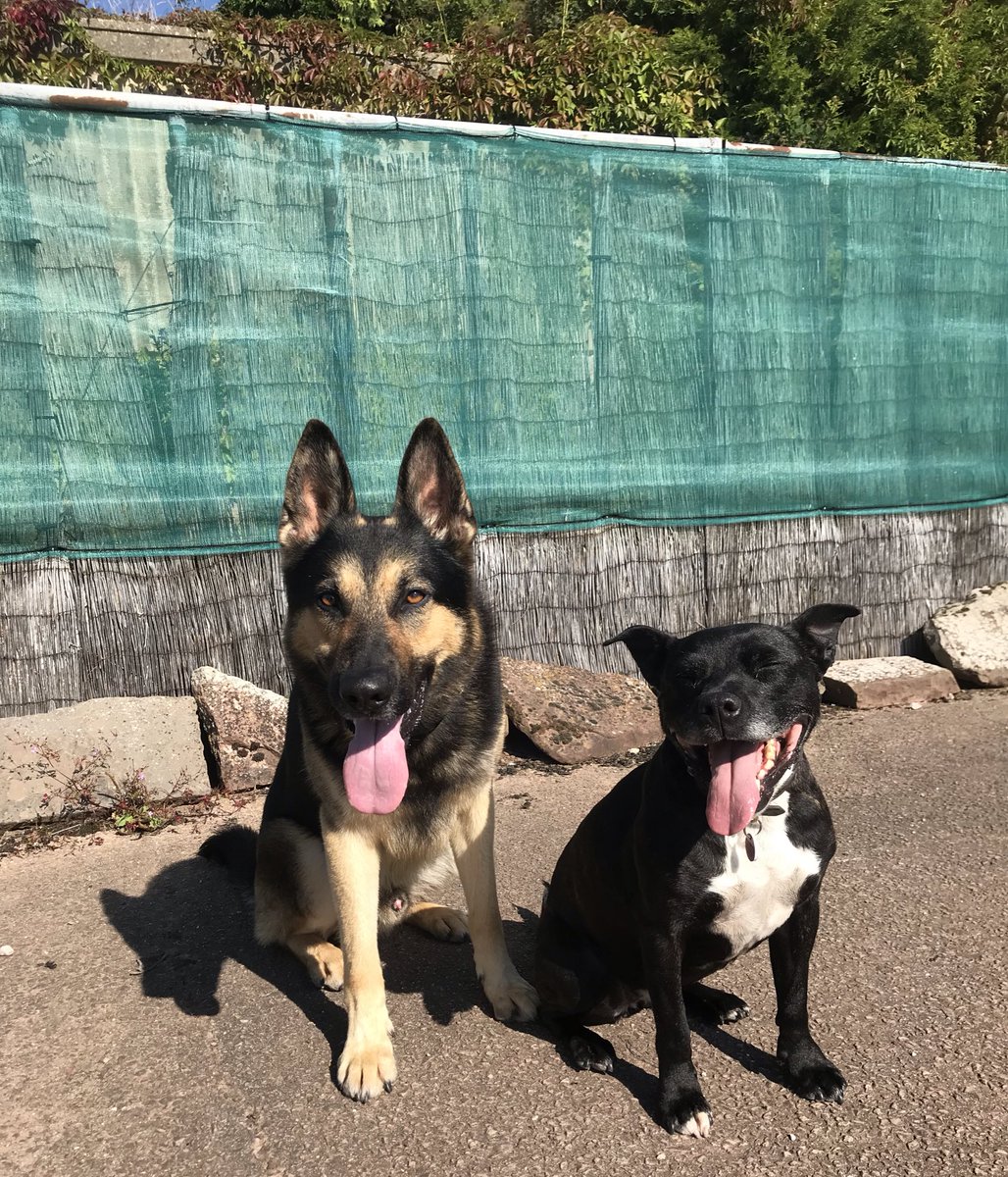 Retired Police Dog Stella the Staffie tweet media