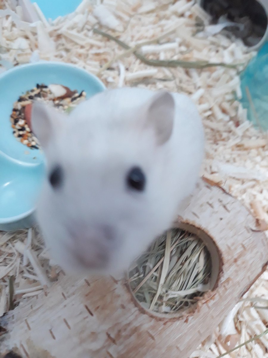 우리둘째애깅 삼월이가 저랑 만난지 100일이 되었어요! 상자에 담겨 유기된 14g 엄청 작은 아가는 저희집에 와서 50g 건강 튼튼쮝이 되었슴니다!! 앞으로도 잘 부탁해 지구별 여행하는 동안은 언제까지고 내가 든든한 큰친구가 되어줄게!