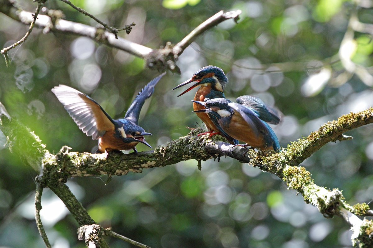 Walking along the river I heard Kingfishers calling, looked across the river and Mum flew in and fed two of the three juveniles. Terrible light - in the shadows with stray light streaming through the foliage, but I like the result.