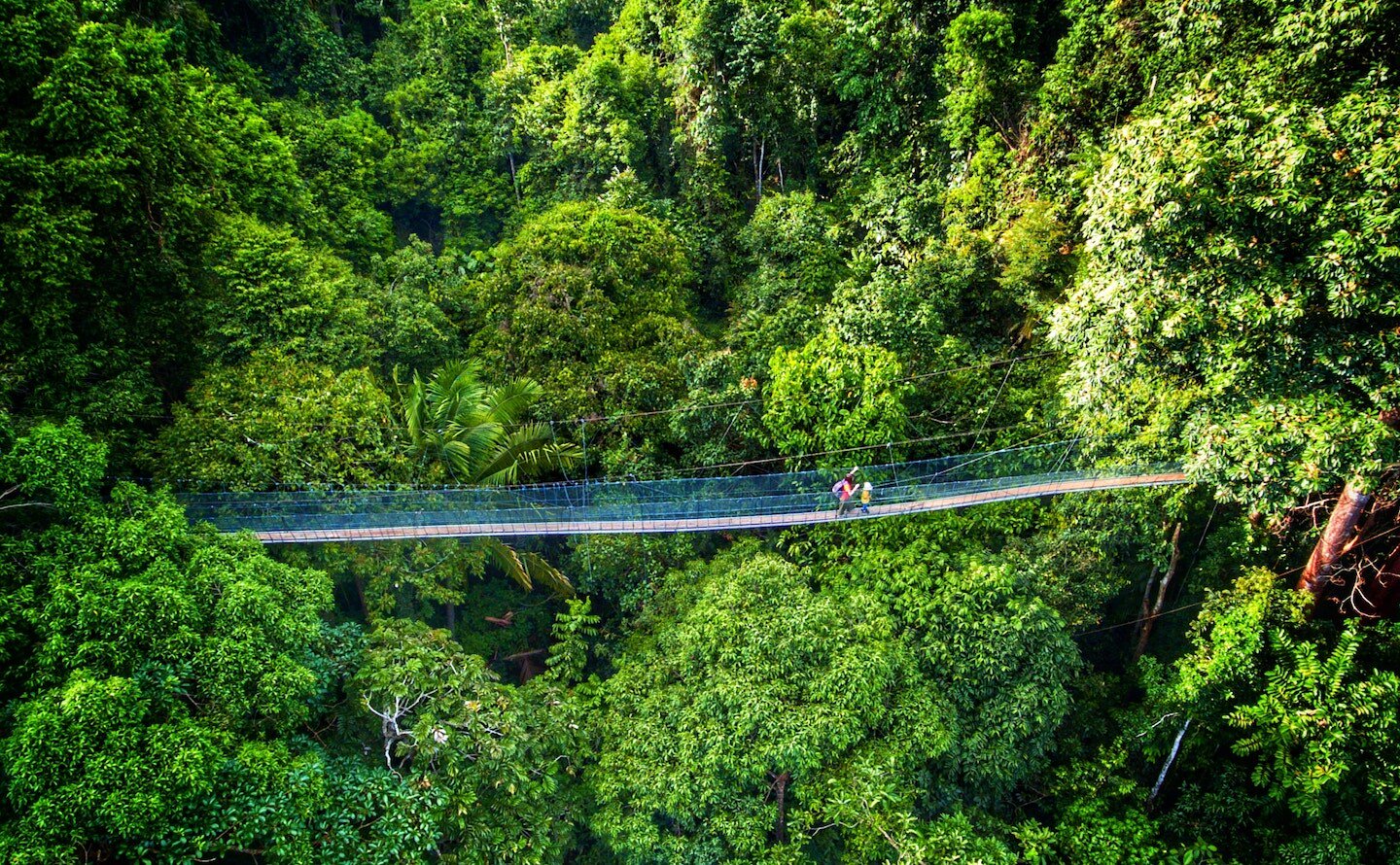 The Amazon Dream
