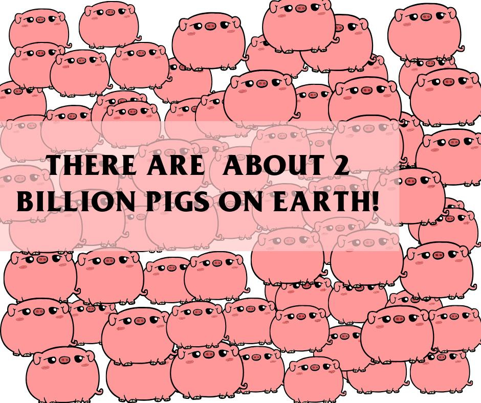Concept_Ro_Main's tweet image. [DID YOU KNOW⁉️]
There are about 2 billion pigs on earth! That's a looooooooooooooooooooot of pigs to count. #smaRtCounting #FunFactFriday