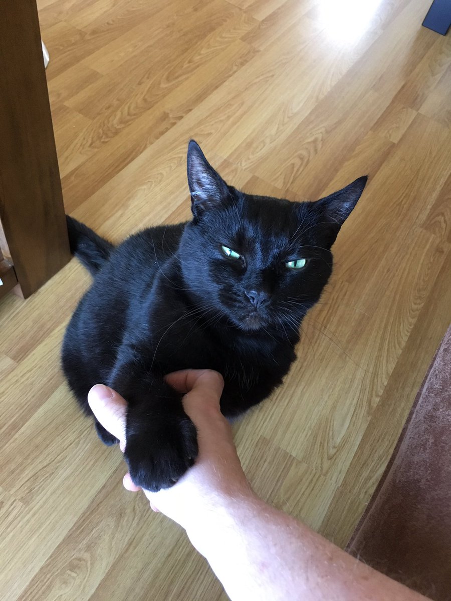 CaptSimonDH's tweet image. He’s very formal. #HowDoYouDo #AdoptDontShop #PK