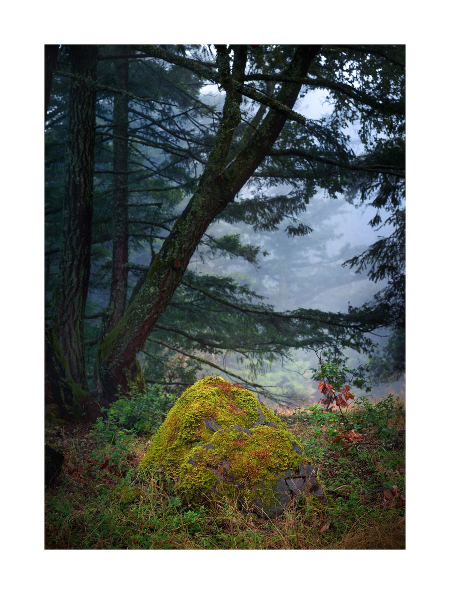 Moss Rock Mount Tam, California
@SFGate

 #mttam #mttamalpais #fog #karlthefog #nighttime #bayarea #Hassleblad #hasselbladX1D