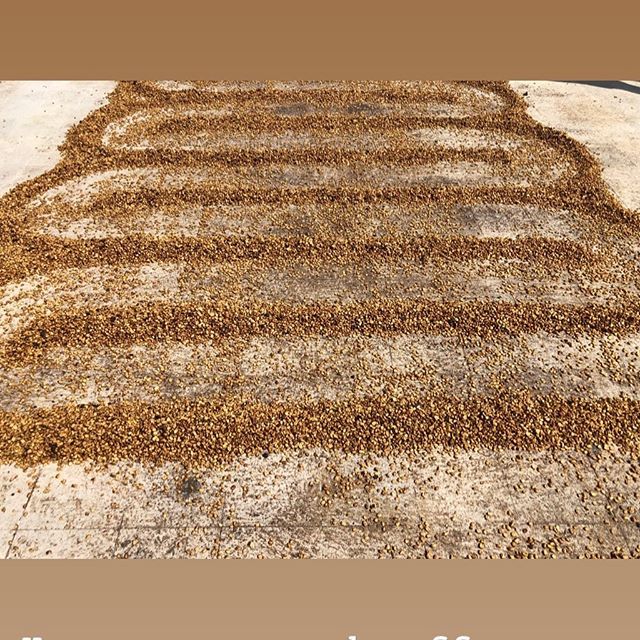 _Steady_State_'s tweet photo. Honey processed coffees drying on the patio @lomalagloria
•
Weaving our way into the weekend like
•
#steadystate #steadystateroasting #patio #patiodrying #honeyprocessedcoffee #elsalvador #coffee #specialtycoffee https://t.co/RvIf59Qq1q https://t.co/wNjt2hf4oI
